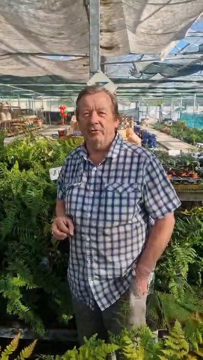 Phil - Milford Plants